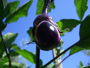 Aubergine Sicile