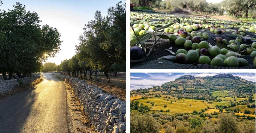 Récolte des olives en Sicile : huile d’olive fraîchement pressée et plantations d’oliviers typiques des paysages méditerranéens