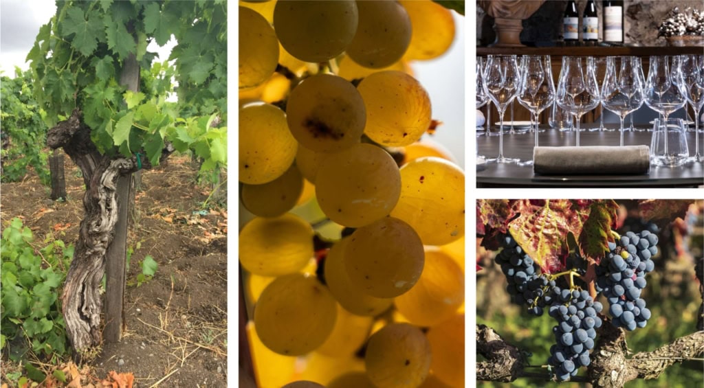 La famille Benanti a collaboré avec des chercheurs de l’Université de Palerme afin d’identifier et d’isoler les levures naturellement présentes dans leurs vignobles.