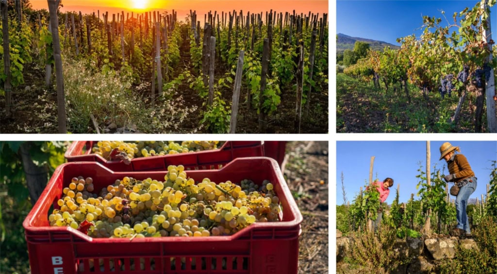 Les vins produits sur les pentes de l’Etna attirent l’attention des amateurs et des critiques du monde entier