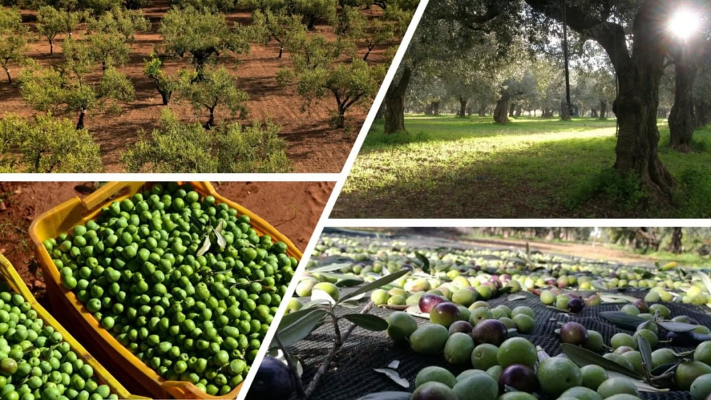 Olives de Sicile. Slow Food. Sicile Mon Amour.